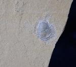 Terebratula sp. MUELLER 1776 - Bild &copy; FossNet FossilienStore